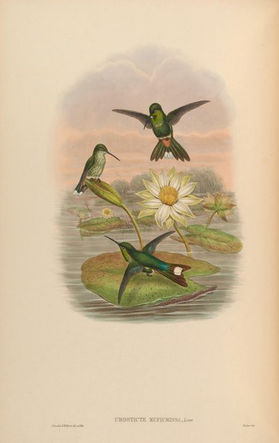 Urosticte ruficrissa by John Gould